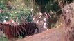 Villagers in panic due to tiger arrival in four villages