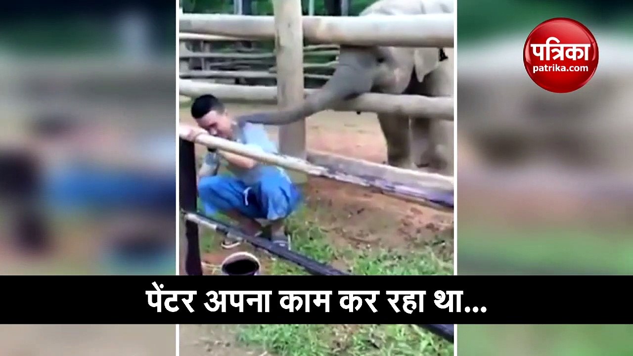 काम कर रहे शख्स को हाथी के बच्चे ने मारी सूंड,...