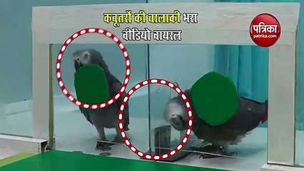 दाने के लिए करते हैं कबूतर लड़ाई होते हैं बेहद मतलबी, वीडियो आया सामने