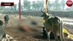 गौशाला में गायों की मौत से मचा हड़कंप