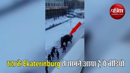 बर्फीली सड़क पर मस्ती करते दिखे दो हाथी