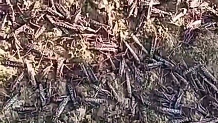 रावला क्षेत्र में एक बार फिर आया टिड्डियो का दल