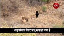 bear scares off tiger during clash