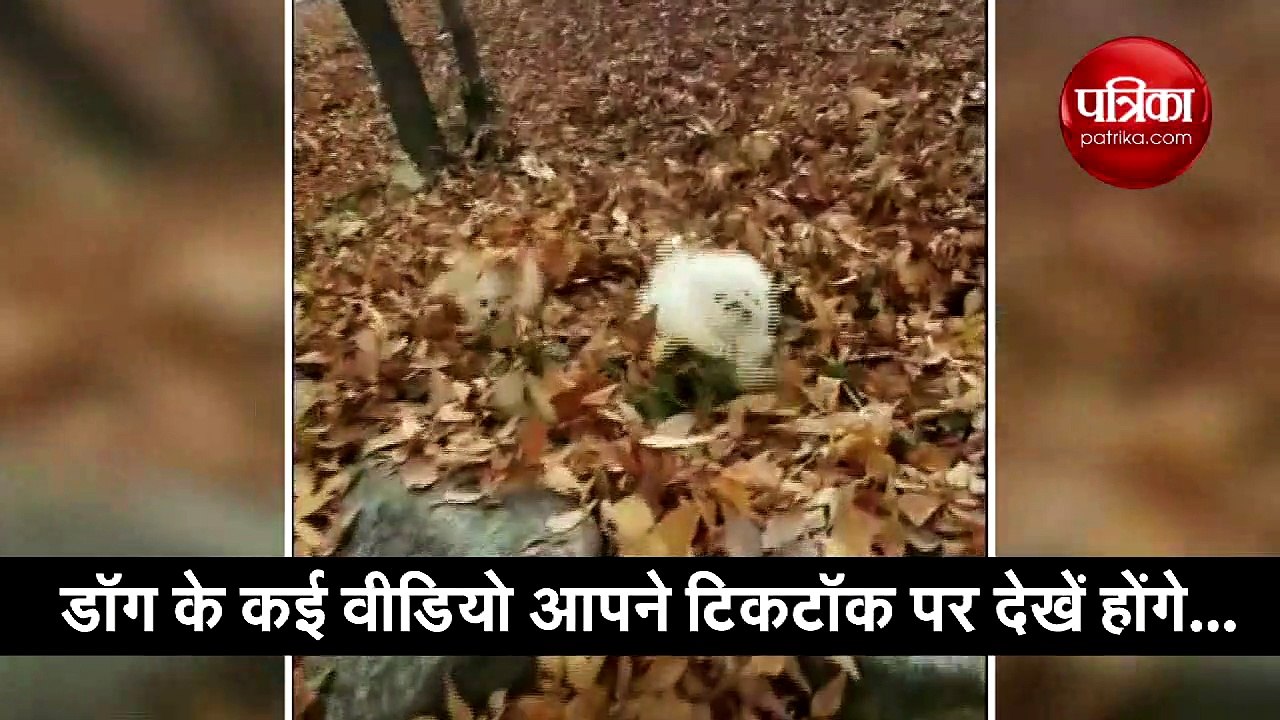 इन 2 छोटे डॉग का मस्ती भरा वीडियो हुआ वायरल, हर किसी को आ रहा है पसंद