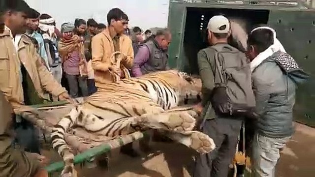 रणथम्भौर ने खोया एक और बाघ, राजबाग वन क्षेत्र में हुआ अंतिम संस्कार