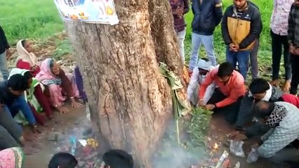 People came to touch the Mahua tree
