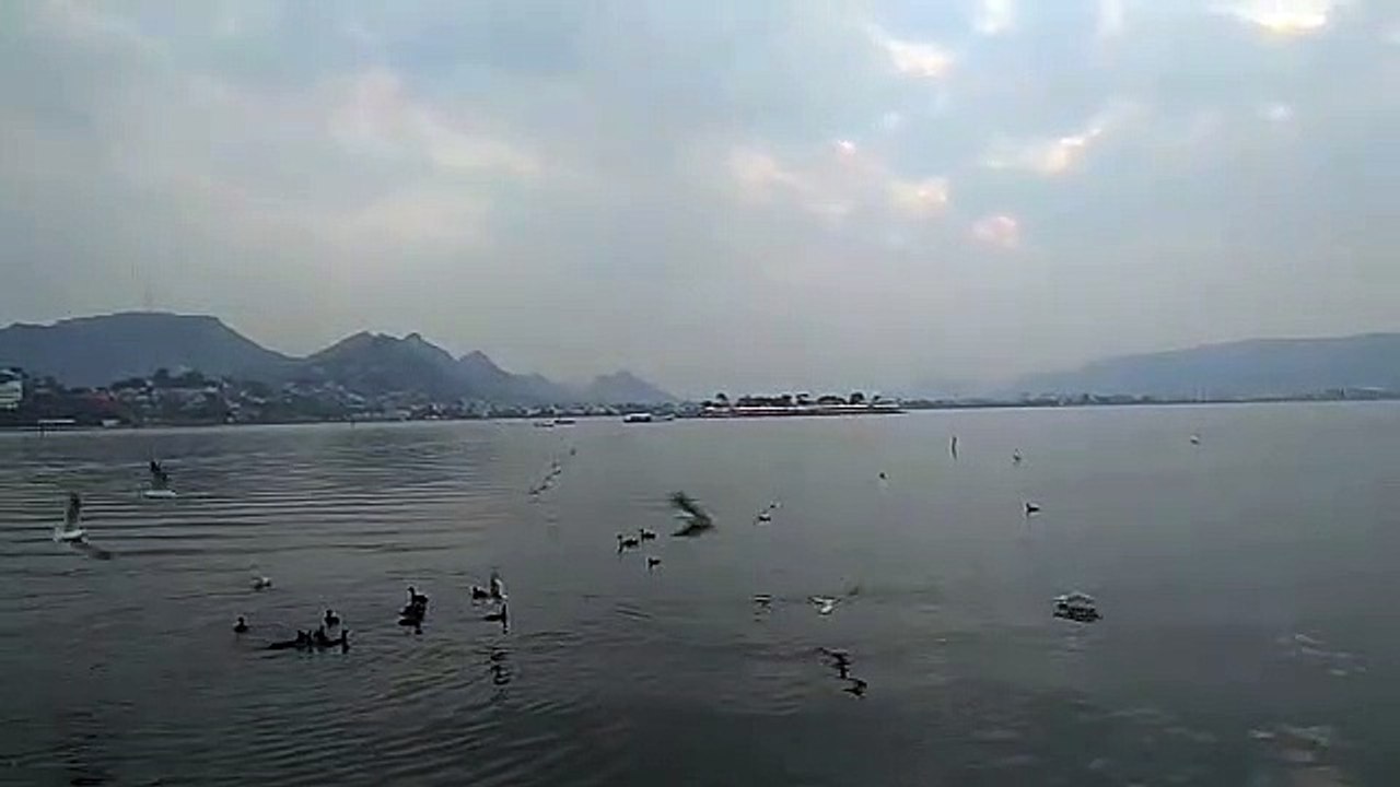 पत्रिका बर्ड फेयर शुरू हुआ और अजमेर पहुंच गए 250 पेलिकन