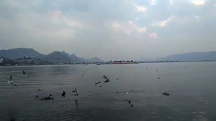 परिन्दों से प्रेम हमारी संस्कृति