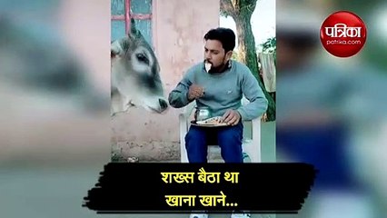 अपने हिस्से की रोटियां शख्स ने खिलाई गौ माता को, लोग हुए इमोशनल