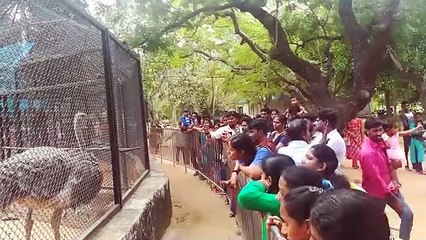 Скачать видео: crowd at tourist places on Kanum Pongal