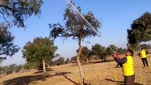 locust outbreak is destroying crops in rajasthan