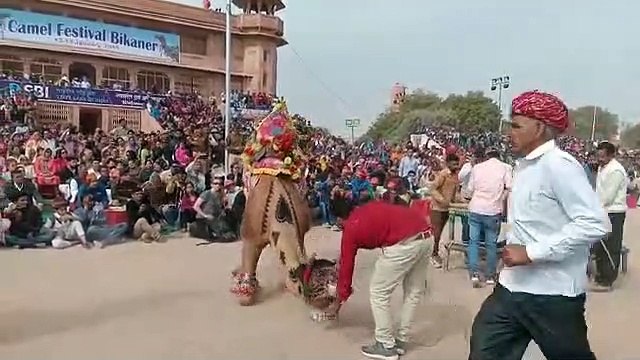 अंतरराष्ट्रीय ऊंट उत्सव: देखें ऊँटो के नृत्य और हैरतअंगेज करतब का यह खास video...
