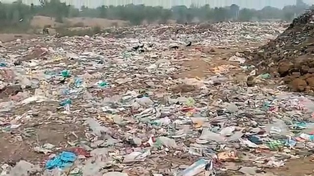 एक साल में भूख-प्यास और हादसों में पांच हजार से अधिक पशुओं की मौत