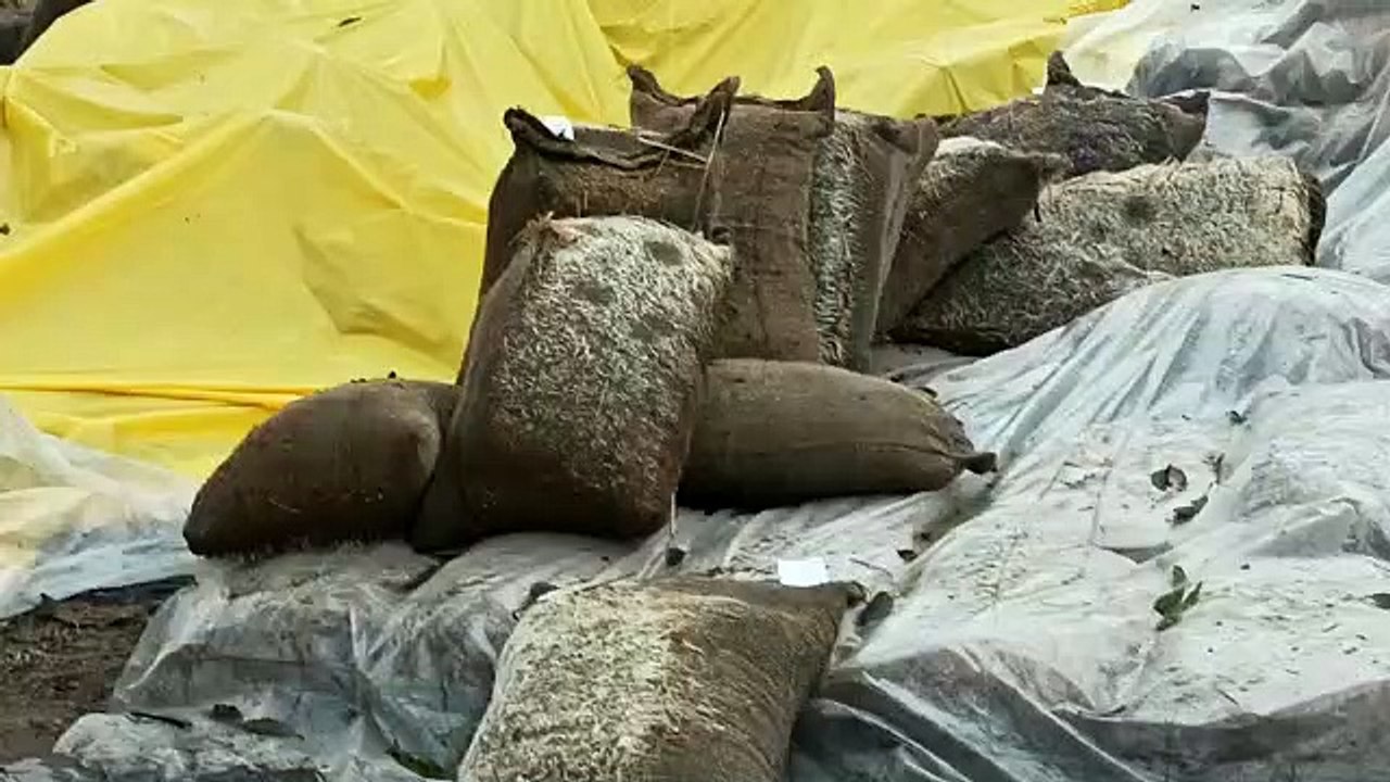 dhan bhigi