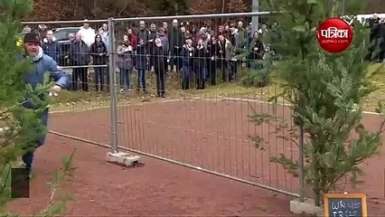 क्रिसमस ट्री