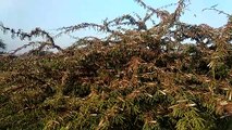 farmers seen afraid after locust outbreak in rural areas of jodhpur