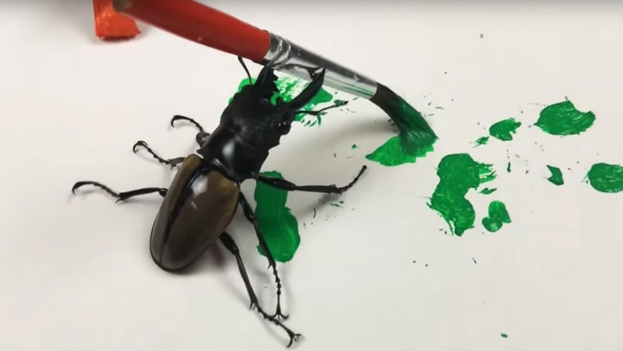 Who Knew Beetles Were Such Wonderful Artists?