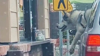 Adorable Dog Can't Wait Another Minute For Puppuccino