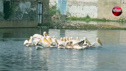 आप भी देखिए आनासागर झील में प्रवासी परिन्दों की परेड...देखिये वीडियो