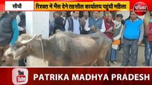 Sidhi district video: Buffalo is given as bribe in Sihawal tehsil office