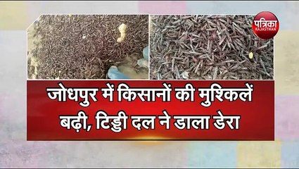 जैसलमेर में 28 किलोमीटर क्षेत्र से टिड्डी का सफाया