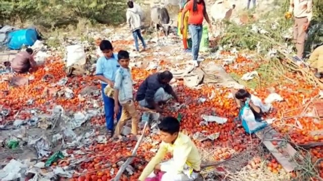 Tomato looted heavily in Jodhpur