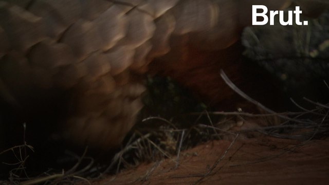 Pangolins under threat as illegal trafficking grows