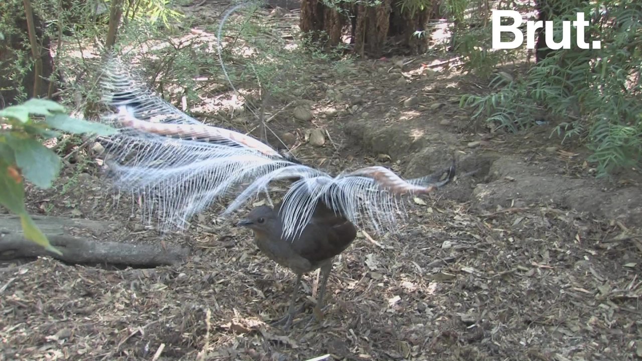 These birds can mimic many sounds from their environment