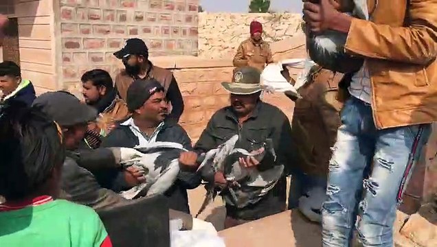 migratory birds Demoiselle crane found dead due to food poisoning