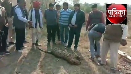 Video:  ठंड ने मादा पैंथर की लील ली जान, 3 दिन में दूसरी मौत