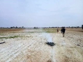 थम नहीं रहा टिड्डियों का कहर