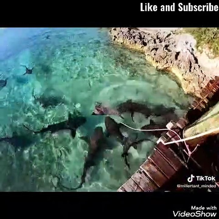 Amazing video