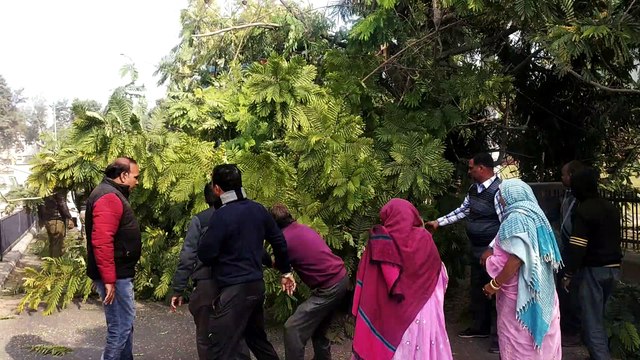 ये उप महापौर खुद सड़क पर लग हटाने लगे टहनियां