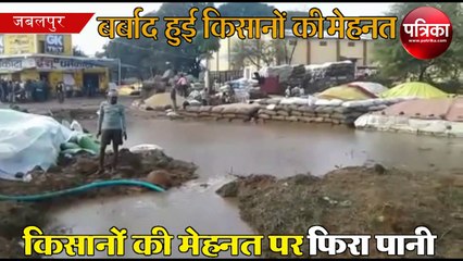 Download Video: mp farmer crying today, wheat spoil from winter rain in mp