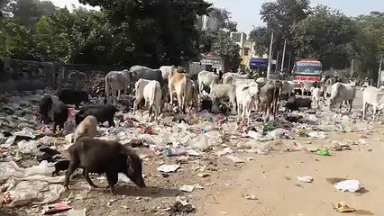 आबादी क्षेत्र में डाल रहे कचरा