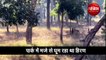 2 tigers chase deer see viral video