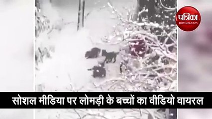 जंगल की बर्फबारी में लोमड़ी के बच्चों ने दिखाया जलवा  देखें मजेदार वीडियो