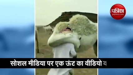 ऊंट ने लगाया अपने मालिक को गले, फिर धीरे से दबा दी गर्दन