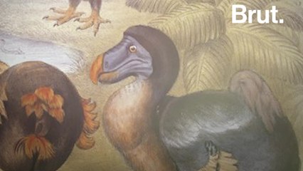 Why the dodo went extinct
