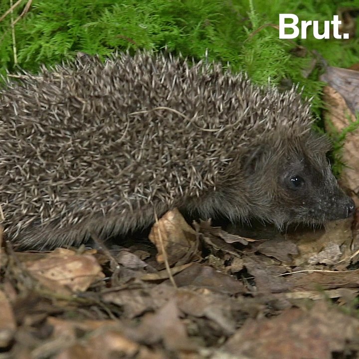 Is the European hedgehog threatened with extinction?