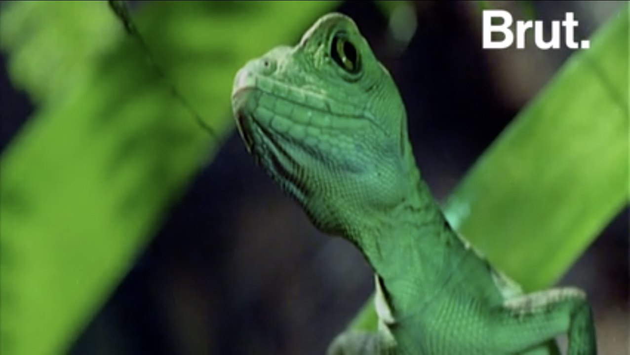 Some lizards can run on water video Dailymotion