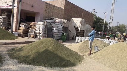 The quality of Nagauri moong increased its demand in other states