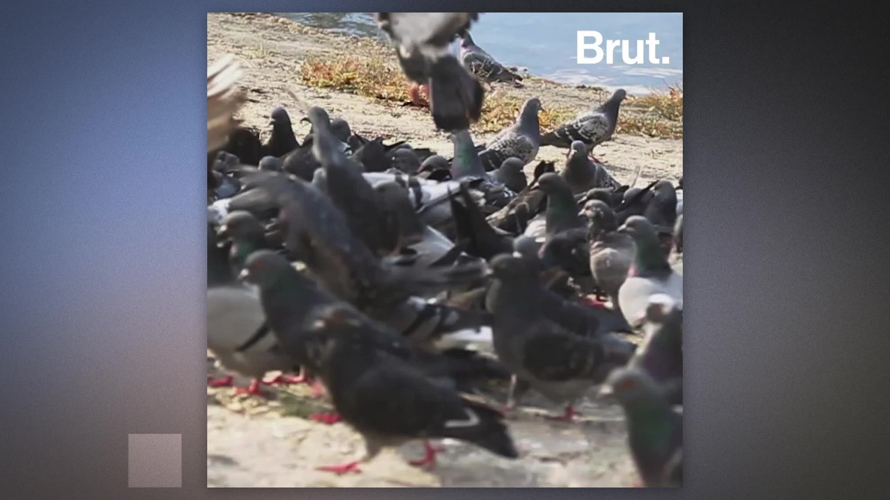 Where do pigeons come from?