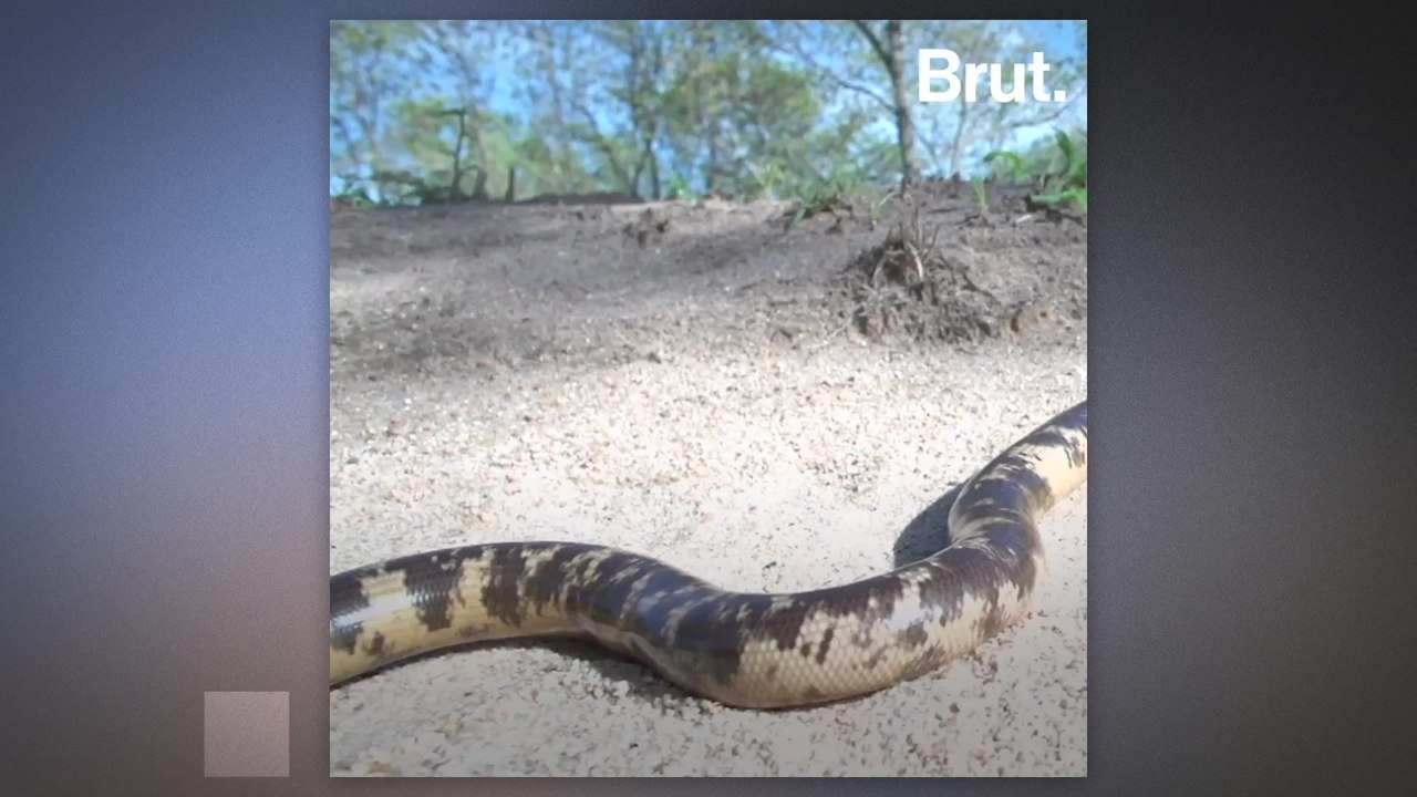 There are thousands of legless lizards worldwide
