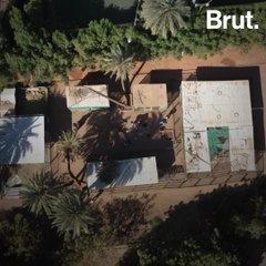 NGO Four Paws rescues hungry lions in Sudan