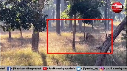 एक हिरण के पीछे दौड़ रहे दो बाघ