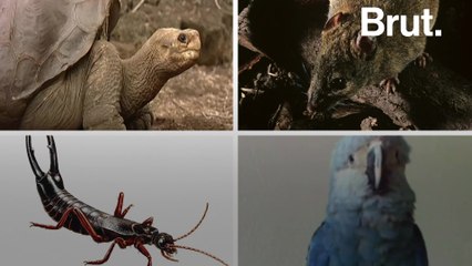 4 species extinct in the wild