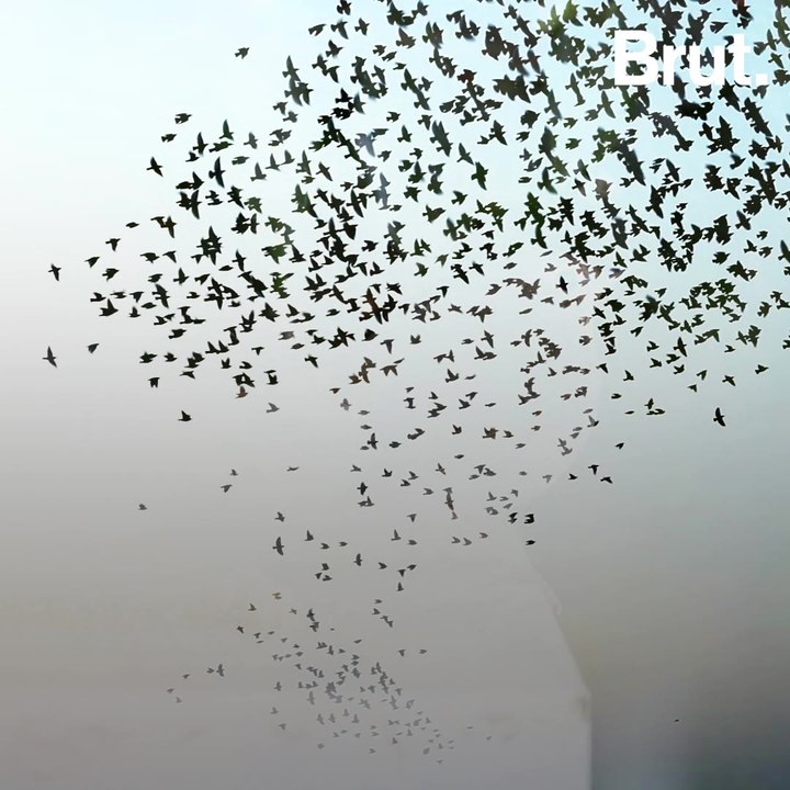 Birds are shrinking in size because of global warming