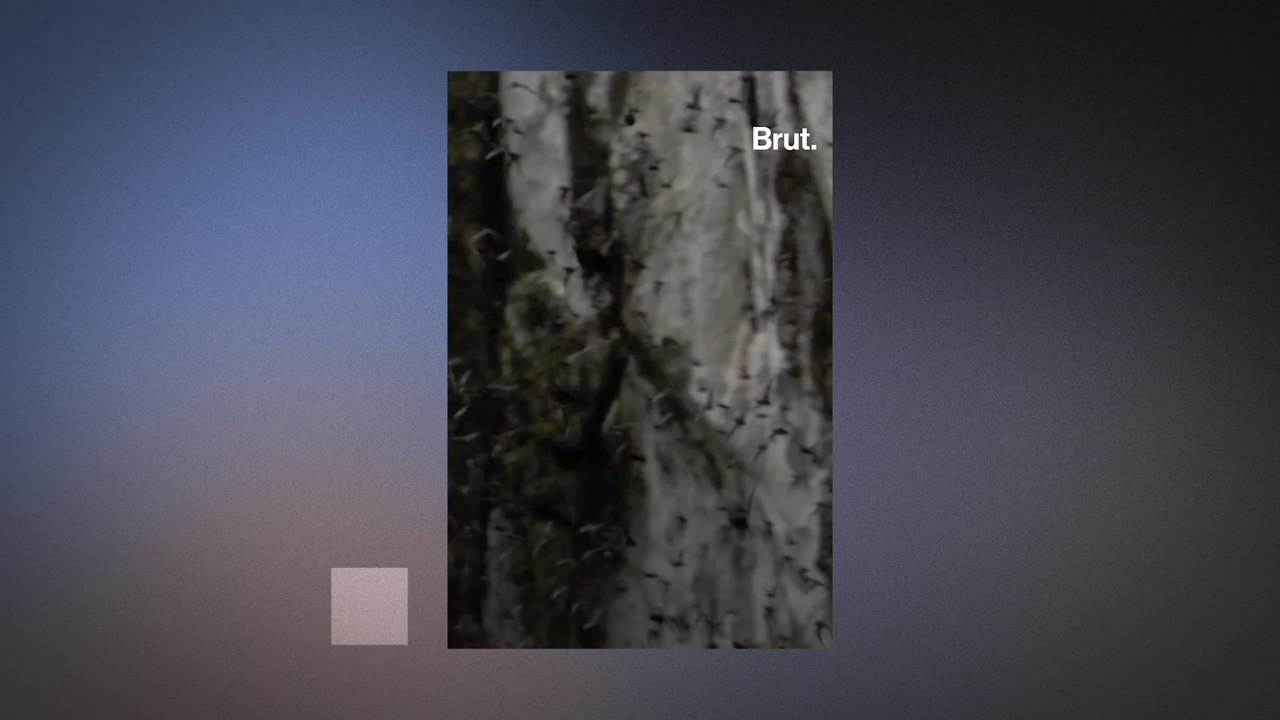 Deer Cave is home to millions of bats