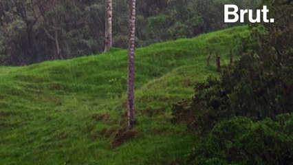 Colombia is home to the famed Quindío wax palms